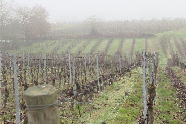 Les vignes vont-elles à leur tour disparaître des paysages français ?