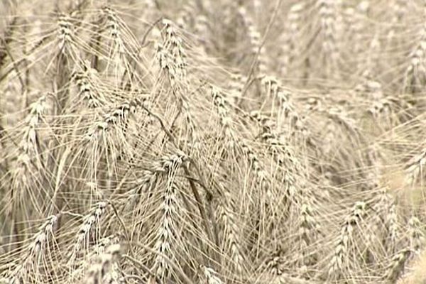 En raison de l'humidité, les épis encore sur pied moisissent et noircissent. 