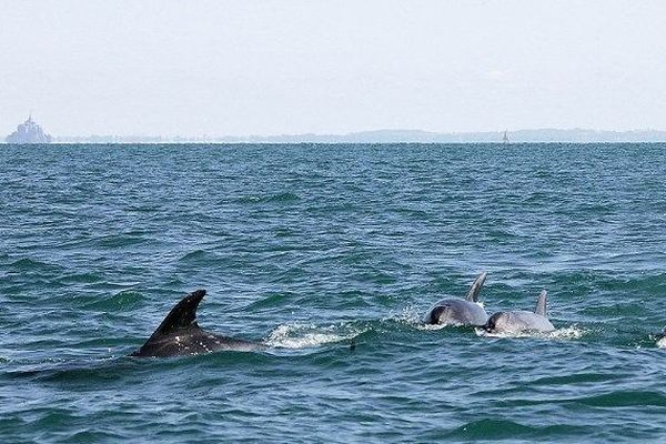 Dauphins en baie du Mont-Saint-Michel