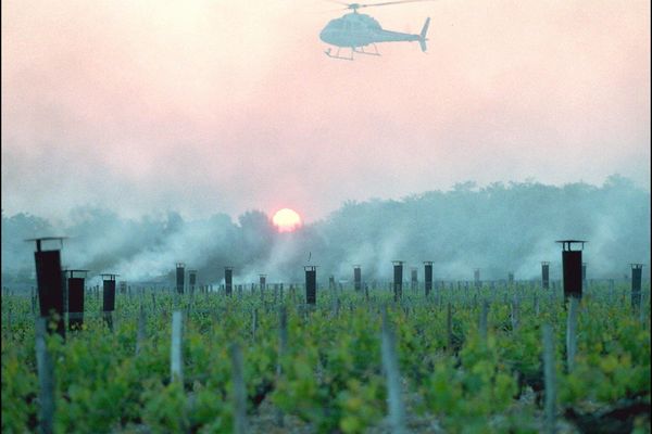 Un hélicoptère survole, à six heures du matin, les vignobles d'un grand cru classé de Graves, le 23 avril au château Le Chevalier (près de Bordeaux), pour faire redescendre les fumées d'une centaine de chaufferettes, alimentées au fuel par un réseau de canalisations, et tenter de faire remonter la température, tombée au-dessous de zéro dans la nuit.