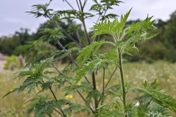 L'ambroisie, la belle allergisante