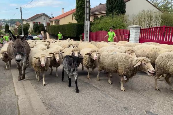 Transhumance 2024 à Malzéville (Meurthe-et-Moselle)