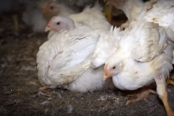 L'association L214 dénonce la maltraitance animale dans certains élevages de poulets en batterie où 30 000 animaux sont entassés sans jamais voir la lumière du jour