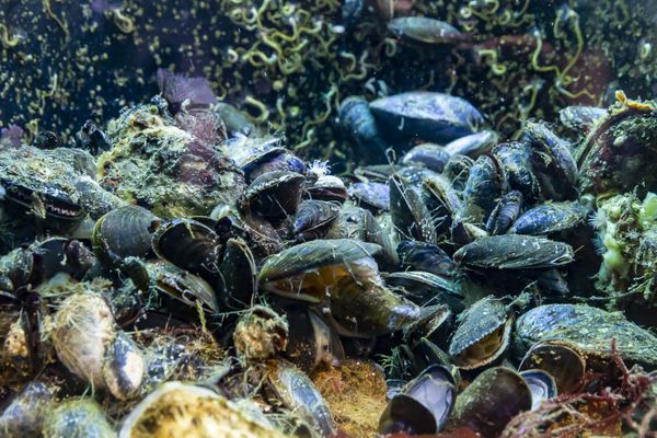 Les moules de bouchot sont menacée par l'araignée de mer en Côtes-d'Armor, faisant baisser drastiquement la production des mytiliculteurs locaux.