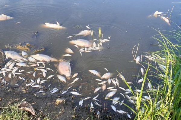 La dégradation de la qualité des eaux a provoqué une augmentation des dérivés nitrés et d'azote ammoniacal, fatals pour les poissons.