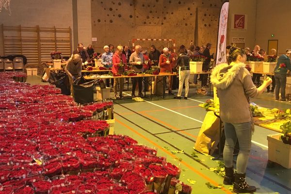 Des milliers de roses ont été préparées au Puy-en-Velay pour l'opération "une rose un espoir"