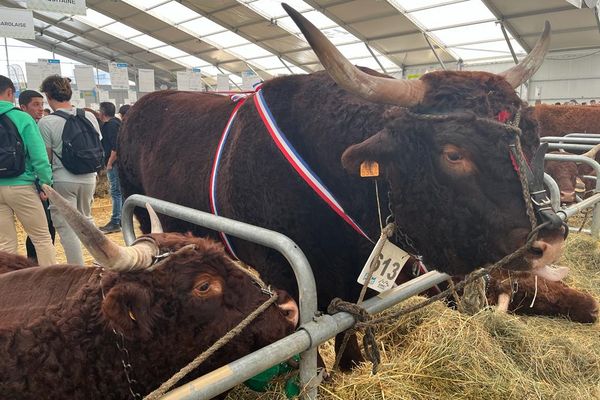 Avec 1 330 kg sur la balance, Obélix, un taureau salers porte son nom à la perfection.