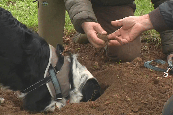 Le "cavage" est le nom donné à la recherche de truffe.