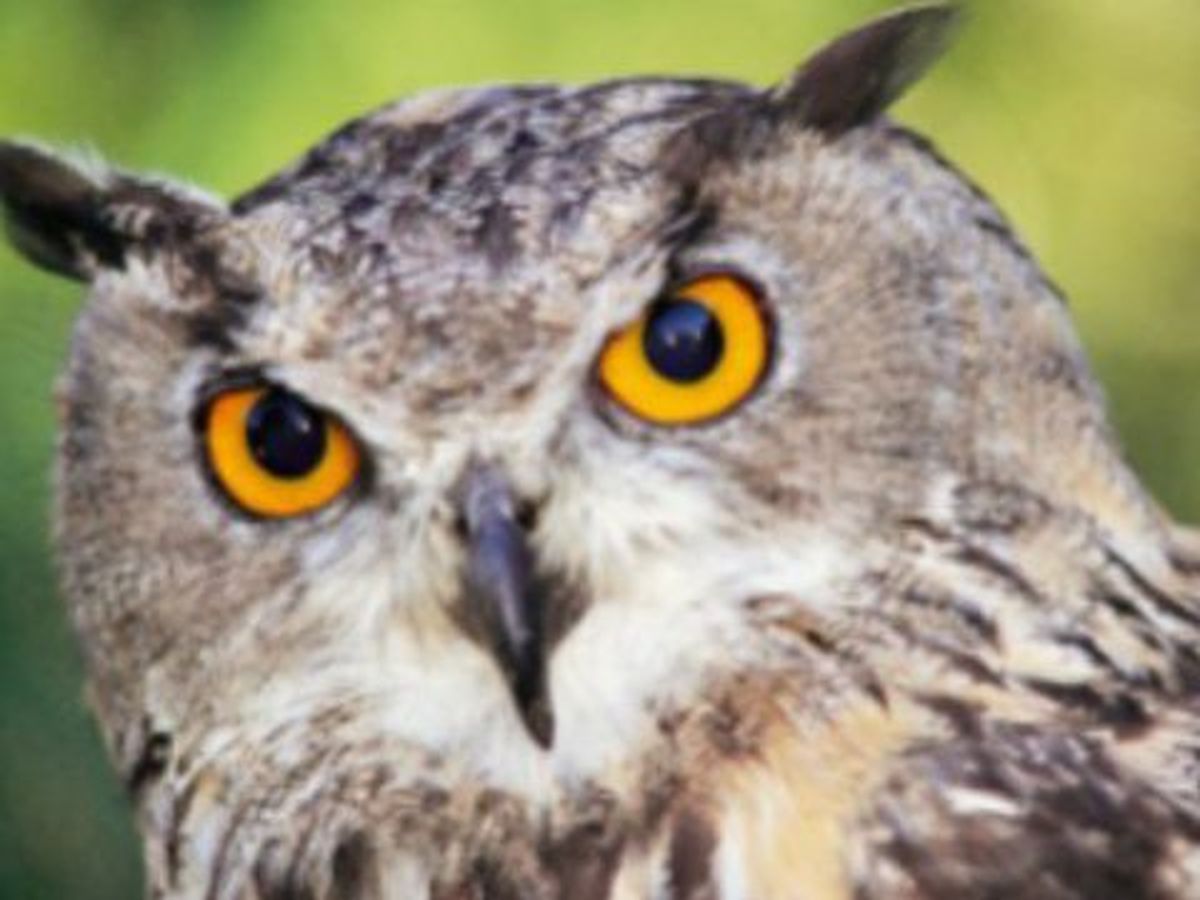 Un Hibou Grand Duc Victime D Un Tir A Cessieu En Isere