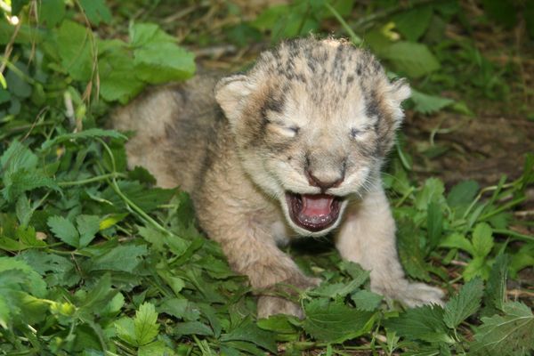 Naissance Rare D Un Lionceau D Asie Au Zoo De La Citadelle De Besancon