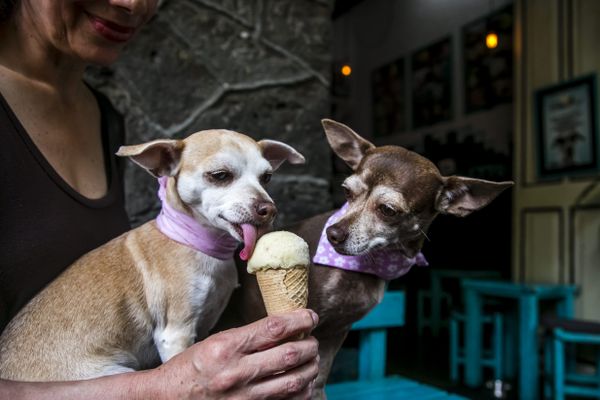 Des chihuahuas en train de déguster une creme glacée dans un magasin à Mexico en 2017.