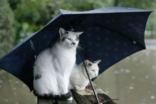 Chacun cherche son parapluie...