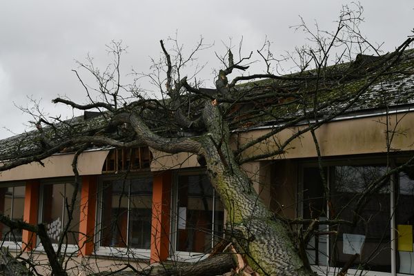 Un arbre est tombé sur le groupe scolaire Guy-Hérard à Pacé, déraciné par les fortes rafales de vent