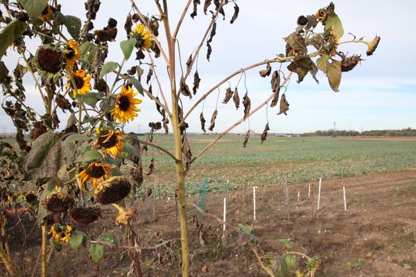 Un million d'arbres vont être plantés sur 10 ans dans la Plaine de Pierrelaye-Bessancourt (Val d'Oise).