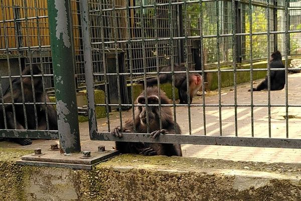 Les macaques de Barbarie du zoo de l'Orangerie cherchent encore une structure d'accueil qui pourra prendre en charge tout le groupe pour ne pas séparer les animaux.