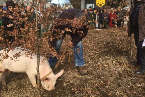 Avez-vous déjà vu un cochon truffier en plein Limoges ? 