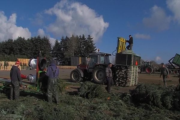 Les sapins sont coupés et mis sous filet.