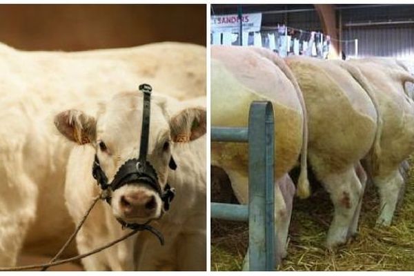 Les éleveurs bovins misent sur l’international pour surmonter la crise et les cours à la baisse.