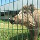 Toto, le sanglier apprivoisé par une famille arrageoise, sera transporté vers son nouvel habitat dans le parc de Charleville-Mézières, dans les Ardennes, avant le 15 août 2024.