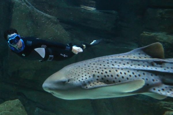 Pierre Frola nage près d'un requin-zèbre