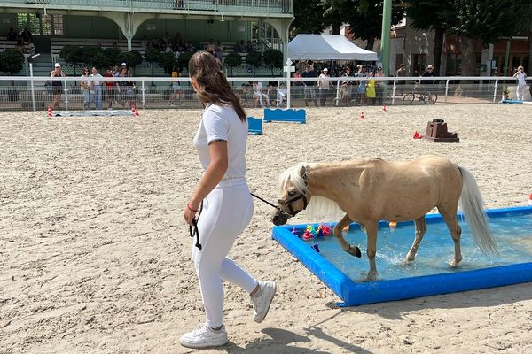 Les championnats de France de chevaux miniatures ont lieu les 3 et 4 août à Vichy.