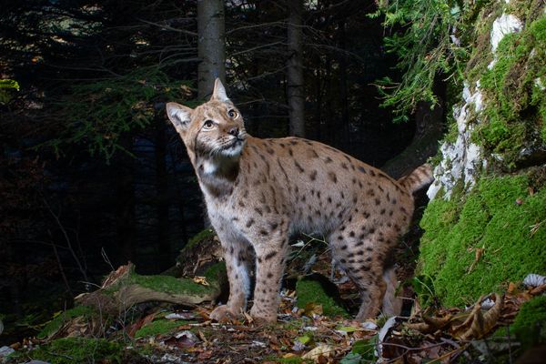 16 lynx sont décédés après des collisions routières cette année