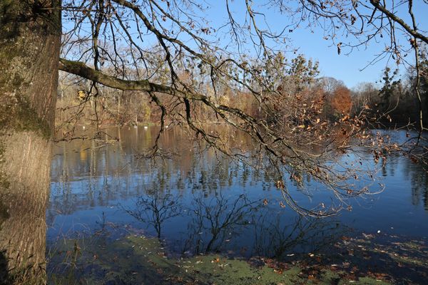 Un cadavre a été repêché dimanche 25 février dans la forêt de la Robertsau.