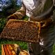 Un pôle apicole pour former à l'apiculture et mieux entourer les professionnels.
