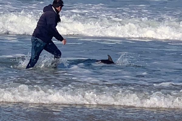 Après plus de vingt minutes de lutte, le dauphin a regagné l'eau et son sauveteur improvisé : la plage.