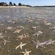 Invasion d'étoiles de mer : une redoutable prédatrice de coquillages