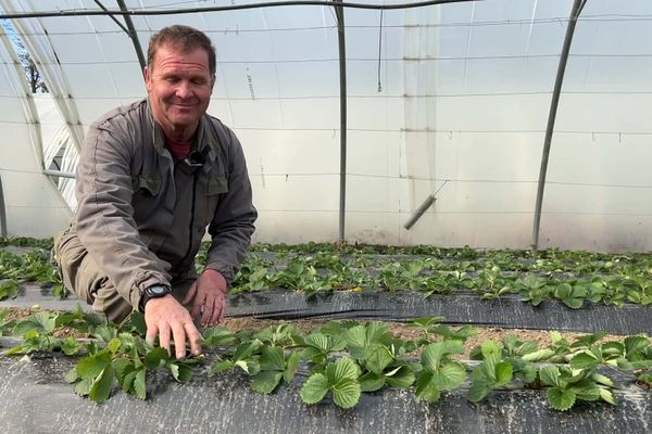 Dominique Garcin se réjouit de voir les températures baisser, pour espérer avoir un bon rendement et une bonne qualité pour ses fraises.