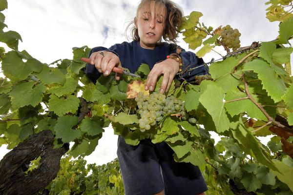 C'est exceptionnel, le ban des vendanges a été fixé au 25 août cette année 2020 dans le vignoble de Nantes