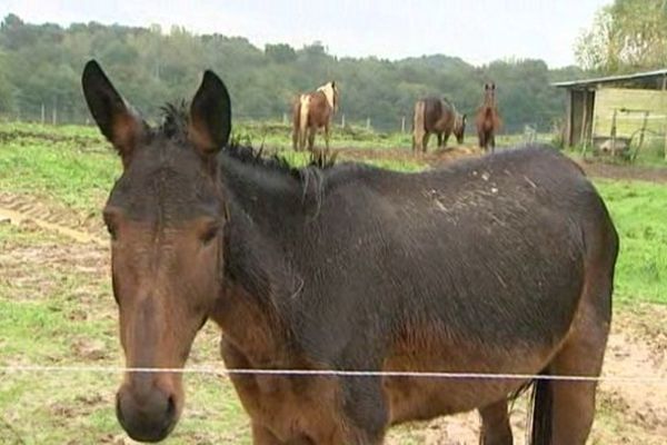 Les gendarmes et les services vétérinaires sont intervenus en octobre 2013 pour enlever les chevaux à son propriétaire.