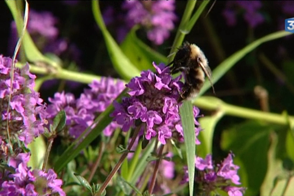 Une abeille butine...