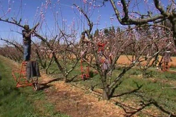 Depuis 2009, les arboriculteurs du Gard ont remboursé la moitié des sommes demandées. Restent à trouver 5 millions d'euros.