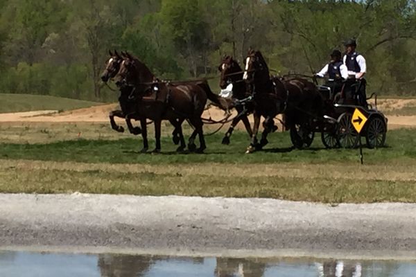 C'est à Tryon, aux Etats-Unis, que se déroule l'édition 2018 des Jeux Équestres Mondiaux