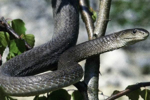 Le venin du mamba noir, un redoutable serpent africain, contient des substances anti-douleur capables de rivaliser avec la morphine mais avec beaucoup moins d'effets secondaires, indiquent mercredi des chercheurs de Sophia-Antipolis.
Plus d'infos : http://cote-d-azur.france3.fr/2012/10/04/decouverte-le-venin-de-mamba-noir-un-puissant-analgesique-pour-soulager-la-douleur-108959.html