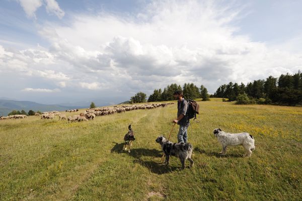 Adrien, ses chiens et ses brebis