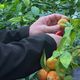 En Vendée, un pépiniériste et un maraicher produisent avec succès des agrumes, comme les yuzus et mandarines.