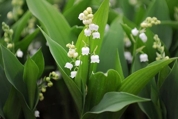 Point de vue image du monde : pas de 1er mai sans un brin de muguet nantais, 80% de la production nationale pousse chez les maraîchers nantais, comme ici à Saint-Julien de Concelles