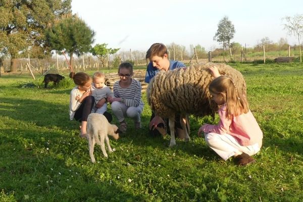 L'agneau qui est né cette semaine est l'une des attractivités des enfants pendant cette période de confinement. 