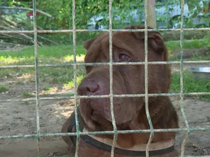 Les abandons d'animaux sont toujours plus nombreux en 2024, le 8 août 2024, en Haute-Vienne.