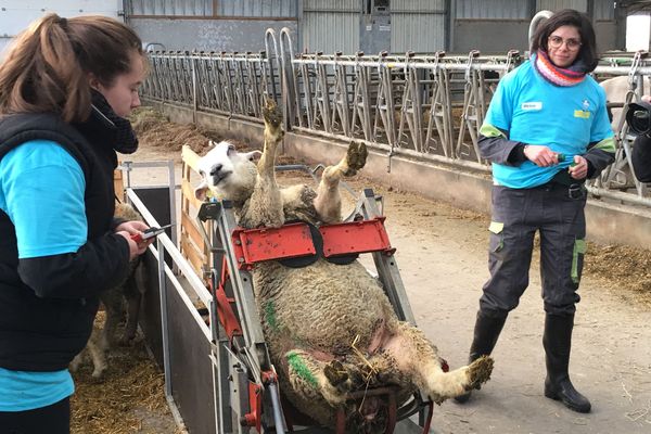 Plusieurs épreuves ont permis aux apprentis éleveurs ovins de se distinguer. 