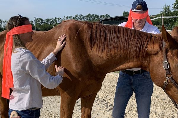 Equicoaching : les managers réalisent des exercices à côté du cheval