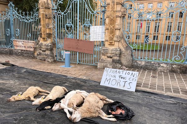 Des cadavres de moutons, victimes de la Fièvre catarrhale ovine, ont été déposés le 4 septembre 2024 devant la préfecture des Ardennes à Charleville-Mezières