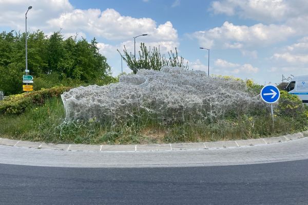 L'invasion est impressionnante mais ne présente pas de risques importants.