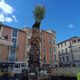 Nîmes a retrouvé son palmier, jeudi 18 avril.