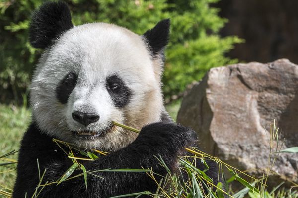 Le zooparc de Beauval abrite trois pandas géants. 