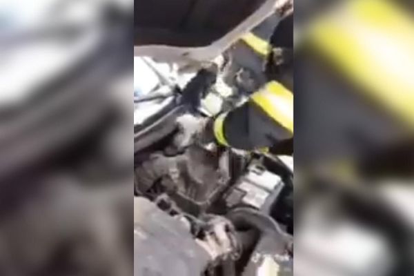 L'animal était bloqué dans le moteur du véhicule.