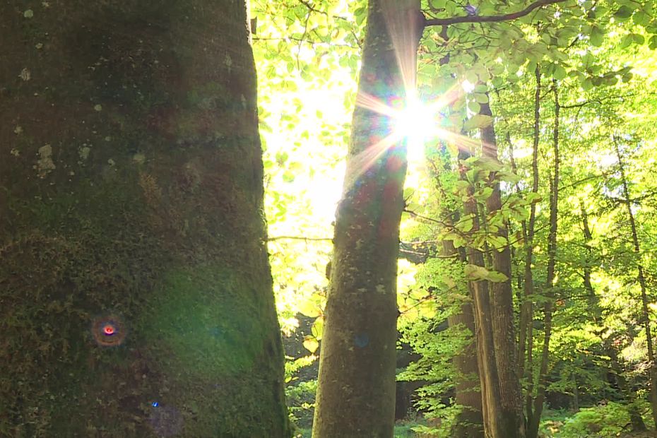 How Trees and Shrubs React to an Indian Summer in Normandy: Insights from a Biologist and Nurseryman